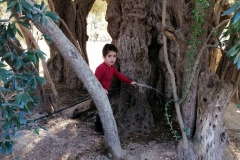 Al-Walaja-tree-trunk