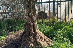 olive-tree-burrow